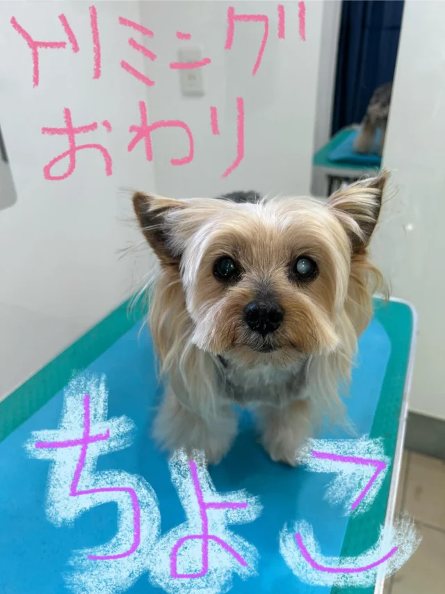 #いぬ　#犬
#いぬすたぐらむ
#ヨークシャテリア　#よーきー
#ダークスチール＆タン　#チョコレート＆タン

#PoPYuMMy
#trimmingsalon
#petsitter
#アットホーム
#隠れ家

#手作りチャーム
#キラキラバージョン

ちょこちゃん🤎＆ちょびくん💛
今日は甘えたtrimming dayのちょびくんU^ェ^U💕
抱っこしながらドライニングしました🩷
いつもお利口さんにお帰りを待ってくれるちょこちゃんU^ェ^U

可愛い🩷色違いの洋服🩷

ちょびくん＆ちょこちゃんのパパ様！ママ様！
いつもお洒落で可愛いお気遣いありがとうございます
U^ェ^U✨✨