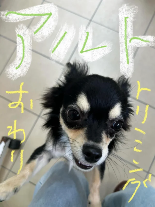 #いぬ　#犬
#いぬすたぐらむ 
#ちわわ　#ロングコートチワワ
#ブラックタン
#世界一小さいいぬぅ〜

#PoPYuMMy
#trimmingsalon
#petsitter
#アットホーム
#隠れ家

#手作りチャーム
#キラキラバージョン

アルトくん🖤
trimming後ママ待ち中　色んな種類のボールで遊びました〜
U^ェ^U✨✨口より大きいサイズのボールをでも
上手に遊ぶ姿はとても可愛いU^ェ^U💕💕キュンっ