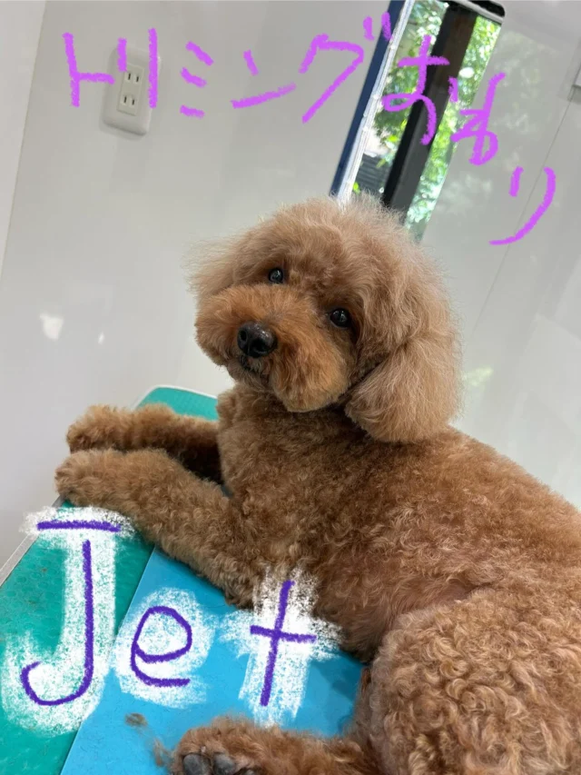 #いぬ　#犬
#いぬすたぐらむ
#トイプードル　#ハイオン
#レッド　#オレンジ

#PoPYuMMy
#trimmingsalon
#petsitter
#アットホーム
#隠れ家

jetくん🧡
trimming後はお歩きで送迎しましたU^ェ^U✨✨