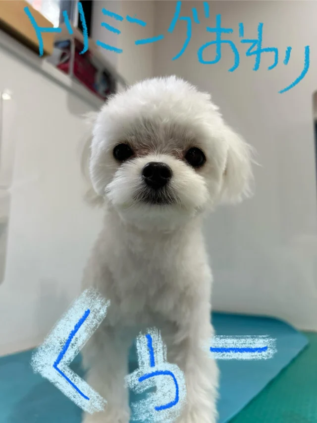 #いぬ　#犬
#いぬすたぐらむ 
#mix犬　#ちわわ　#マルチーズ
#まるちわ　#ちわまる

#PoPYuMMy
#trimmingsalon
#petsitter

#手作りチャーム
#キラキラバージョン

くぅくん🤍
今月誕生日のくぅちゃん🎂
一歳お誕生おめでとうU^ェ^U✨✨