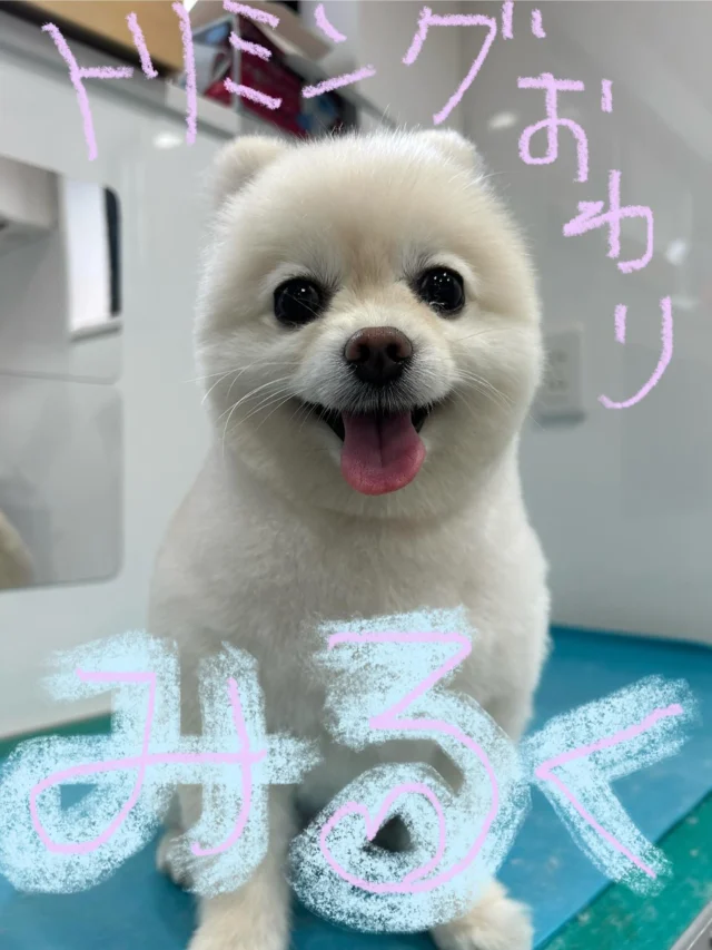 #いぬ　#犬
#いぬすたぐらむ 
#ポメラニアン
#クリーム＆ホワイト
#保護犬

#PoPYuMMy
#trimmingsalon
#petsitter
#アットホーム
#隠れ家

#我が家の子

みるくちゃん🤍
今日も可愛いU^ェ^U💕

ポメのカットが得意分野です🛁✂︎