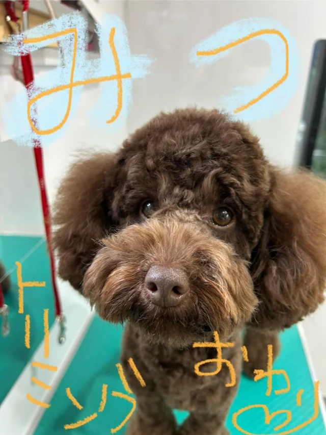 #いぬ　#犬
#いぬすたぐらむ 
#トイプードル　#ミディアム　#ミニチュア
#ハイオン
#ブラウン

#PoPYuMMy
#trimmingsalon
#petsitter
#アットホーム
#隠れ家

#手作りチャーム
#キラキラバージョン

蜜くん🤎
大雨の中来てくれました‼︎感謝です✨
トリミング後の待ち時間は元気よく遊んではりましたU^ェ^U
健康で元気が1番！最高ですU^ェ^U💕