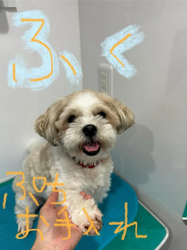 #いぬ　#犬
#いぬすたぐらむ 
#mix  #シーズー　#マルチーズ

#PoPYuMMy
#trimmingsalon
#petsitter
#アットホーム
#隠れ家

#手作りチャーム
#キラキラバージョン

福ちゃん💛
ぷちお手入れに来てくれましたU^ェ^U✨