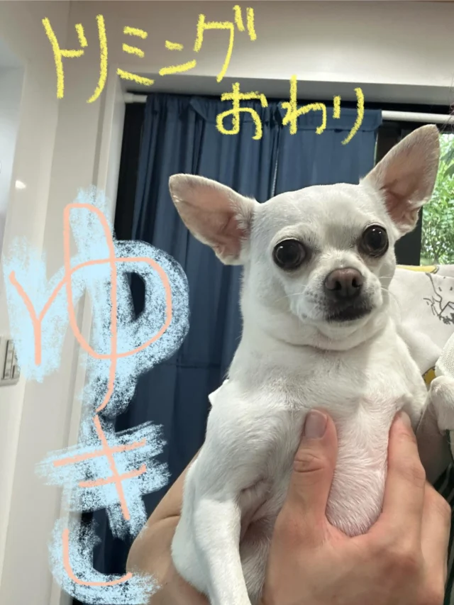 #いぬ　#犬
#いぬすたぐらむ
#チワワ　#ちわわーず 
#スムース　#ロングコート
#世界一小さい犬

#PoPYuMMy
#trimmingsalon
#petsitter
#アットホーム
#隠れ家

#手作りチャーム
#キラキラバージョン 

ゆきちゃん🤍らびちゃん🤎
今日も元気いっぱいのチワワガールズ💕
ダイエット頑張れーーーU^ェ^U✨✨