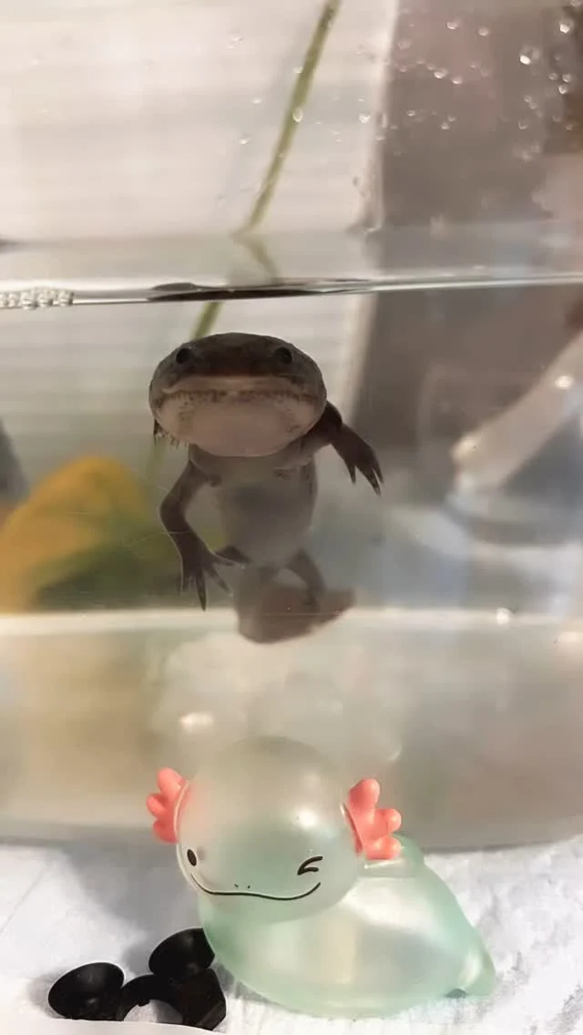 #ウーパールーパー
#しゃどまる